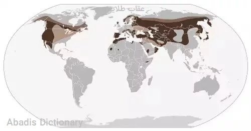 عقاب طلایی